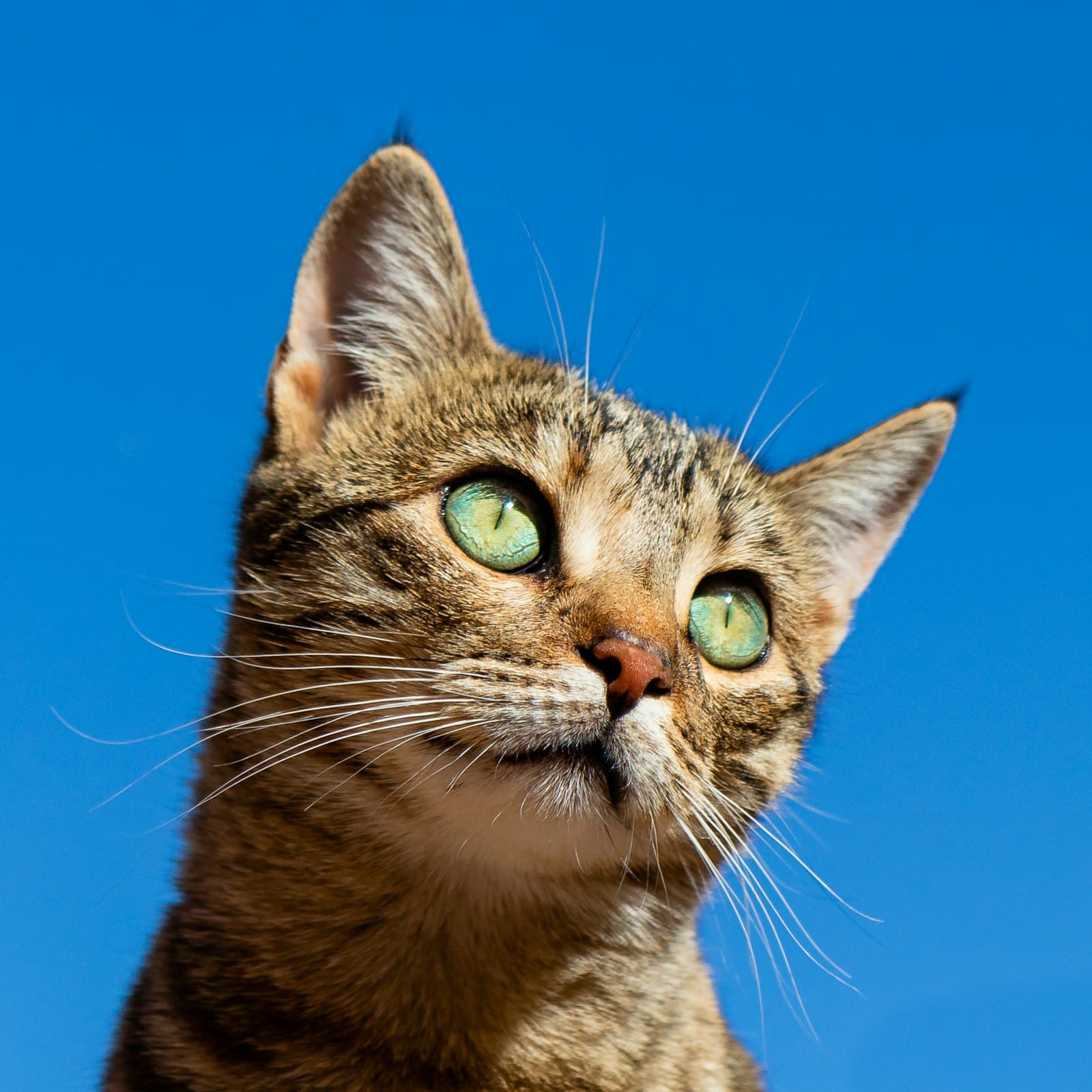 Curious cat looking at camera