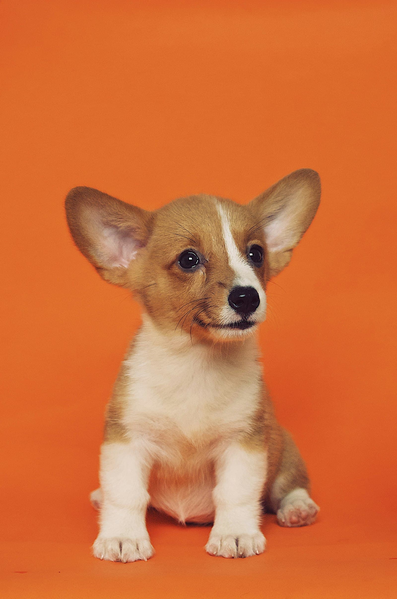Small puppy in the grass